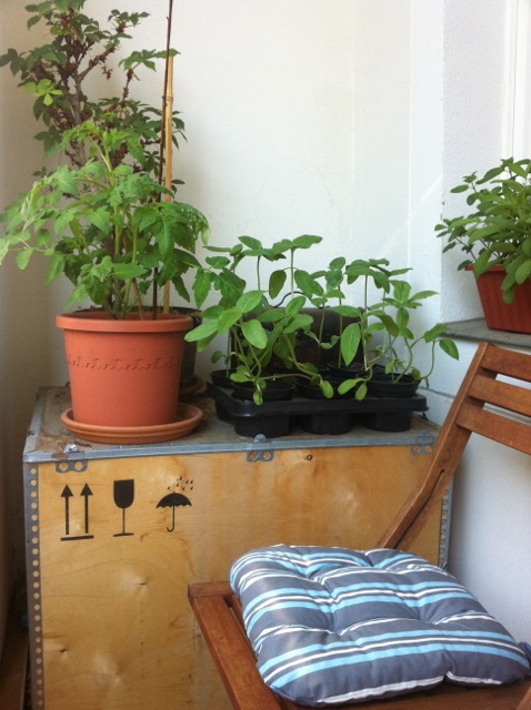 Die kleine Sonnenblumenzucht auf unserem Balkon. Die Tomatenpflanze nebenan darf bleiben.